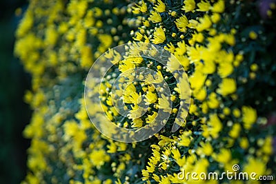 Yellow flowers hanging from the vertical garden Stock Photo