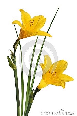 Yellow flowers Hemerocallis Stock Photo