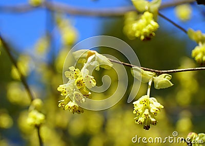 The yellow flowers of Hybrid Witch-Hazels tree Stock Photo