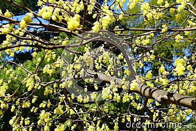 The yellow flowers of Hybrid Witch-Hazels tree Stock Photo