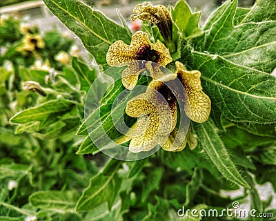 Yellow flowers - Hyoscyamus niger Stock Photo