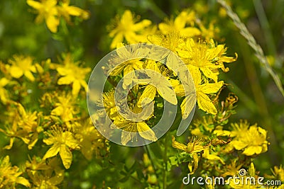 Yellow flowers of hypericum Stock Photo