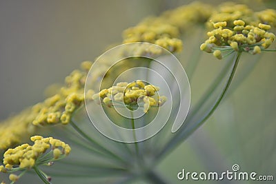 Flowering Darkleaf Fennel 'Atropurpureum' Stock Photo