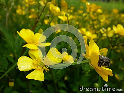 Yellow flowers on the June field Stock Photo