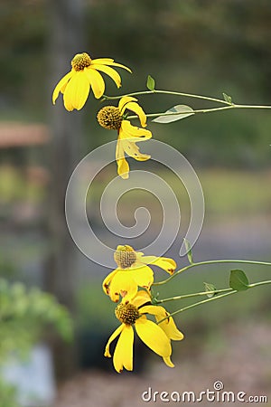 The yellow flowers are just dangling in the wind. Stock Photo