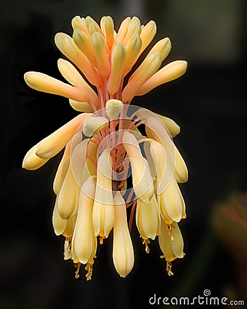 Yellow flowers known as Veltheimia found in tropical regions. Stock Photo