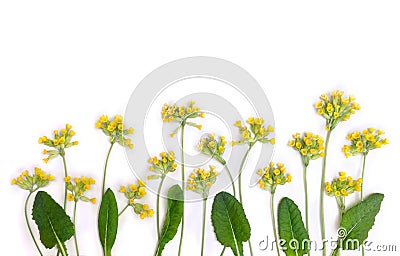 Yellow flowers and leaves Primula veris on a white background. Top view, flat lay. Medicinal herb Stock Photo