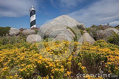 Yellow flowers with lighthouse in the background Stock Photo
