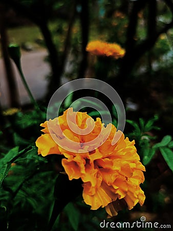 yellow flowers that look beautiful in the morning after it rains Stock Photo