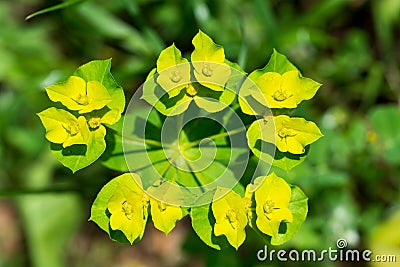 Yellow flowers macro beautiful bokeh background Stock Photo