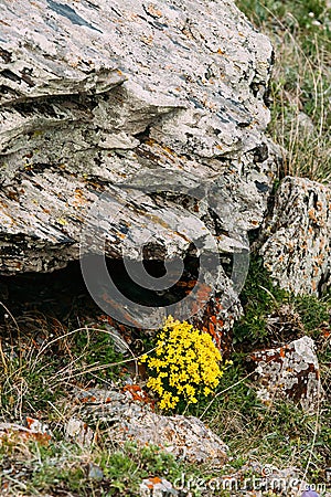 Yellow Flowers Marsh Marigold Or Giant Marsh Marigold Caltha Palustris Subsp. Stock Photo