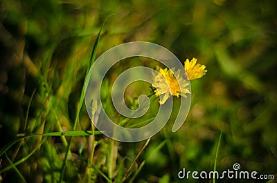 Yellow flowers Stock Photo