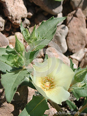 Mentzelia involucrata stem with flower Stock Photo