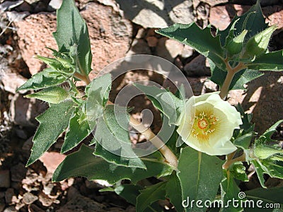 Mentzelia involucrata stem with flower Stock Photo