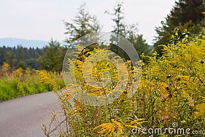 Yellow flowers on a mountain road in Moravian-Silesian region in the Czechs republic Stock Photo
