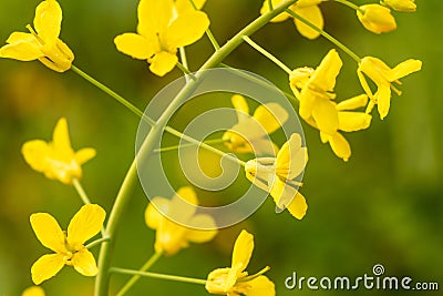 Yellow flowers, Mustard plant yellow flower close up Stock Photo