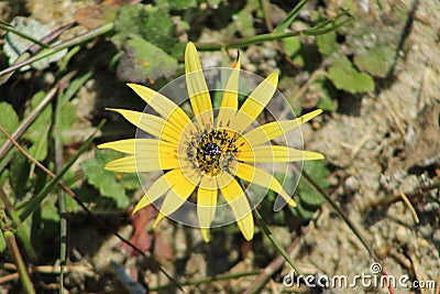 Yellow flowers in my mind Stock Photo