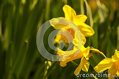 Yellow flowers of narcissus daffodils Stock Photo