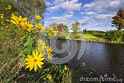 Yellow flowers near Hron river by Sliac village Stock Photo