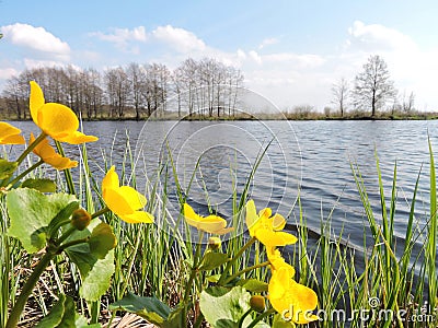 Yellow flowers near lake, Lithuania Stock Photo