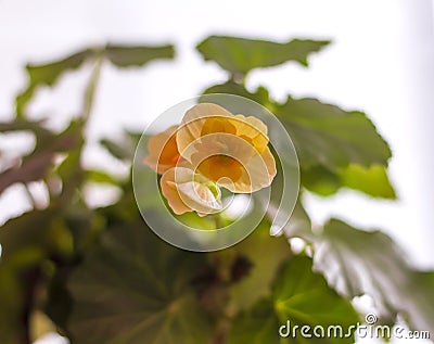 Yellow flowers of nice begonia in blooming Stock Photo