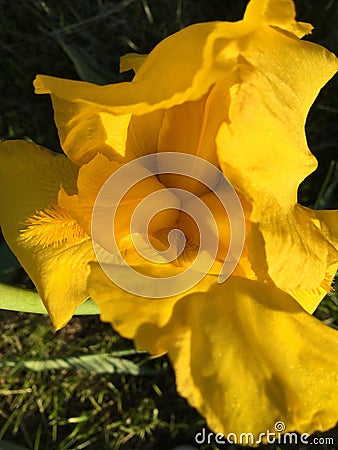 yellow flowers Stock Photo