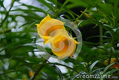 yellow flowers of the ornamental plant Tevetia on the streets Stock Photo