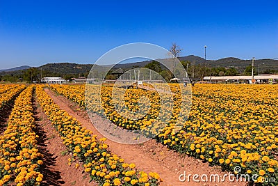 Yellow flowers planted in the garden. Editorial Stock Photo