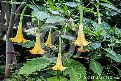 Yellow flowers of the poisonous trumpet tree Stock Photo