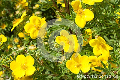 Yellow flowers potentilla fruticosa goldfinger in nature. wallpaper Stock Photo