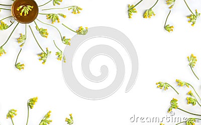Yellow flowers Primula veris ( cowslip, petrella, herb peter, paigle, peggle, key flower, Primula officinalis Hill ) Stock Photo