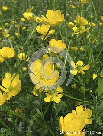 Ranunculus bulbosus in bloom Stock Photo