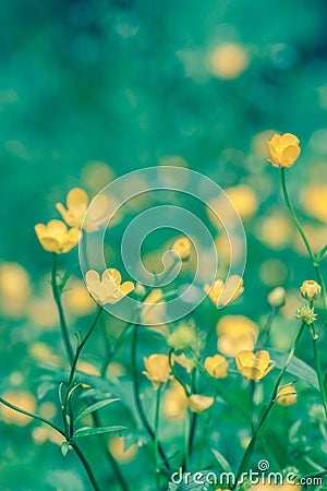 Yellow flowers Ranunculus repens Stock Photo