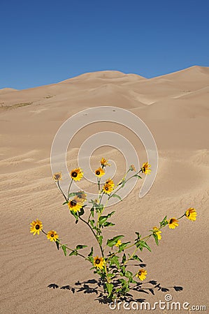 Yellow Flowers And Sand Dunes Stock Photo