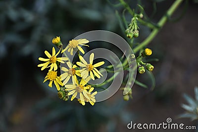 Yellow flowers of Senecio inaequidens. Stock Photo