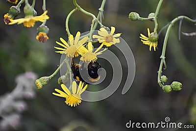 Yellow flowers of Senecio inaequidens. Stock Photo