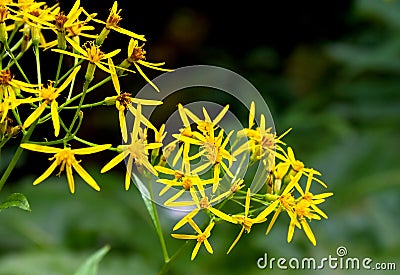 Yellow flowers Senecio ovatus common names: wood ragwort blooming on forest Stock Photo