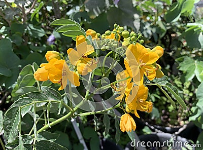 Senna or Alexandrian leaf or cassia acutifolia is a wild plant Stock Photo