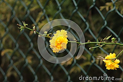 Yellow flowers in Spain Stock Photo