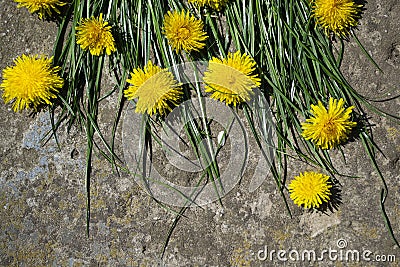 Yellow flowers on a stone background, yellow dandelions and grass. Stock Photo