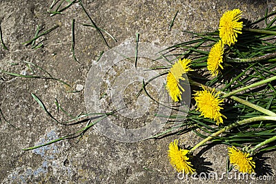 Yellow flowers on a stone background, yellow dandelions and grass. Stock Photo