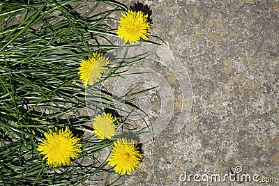 Yellow flowers on a stone background, yellow dandelions and grass. Stock Photo