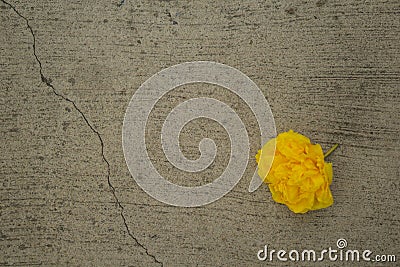 Yellow flowers on the street. Stock Photo