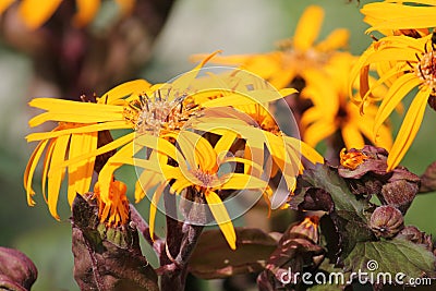 Yellow flowers of summer ragwort or leopardplant or Ligularia dentata Stock Photo
