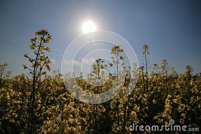 Yellow flowers in summertime Stock Photo