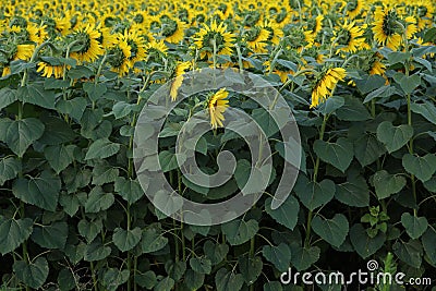 Yellow flowers of sunflowers with the green part of the stem and foliage in the field of sunflowers. Stock Photo