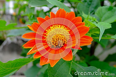 Yellow flowers surrounded by red petals with green leaves from tropical rain forests Stock Photo