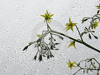 Yellow flowers of tomatoes on a background of raindrops Stock Photo