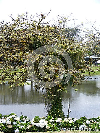 An alone tree at Poas in Alajuela Costa RIca Stock Photo