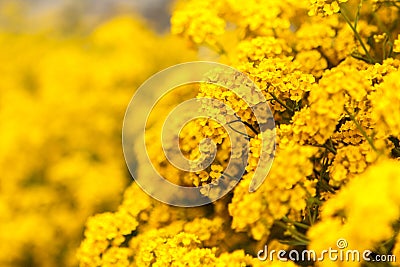 Yellow Flowers Stock Photo